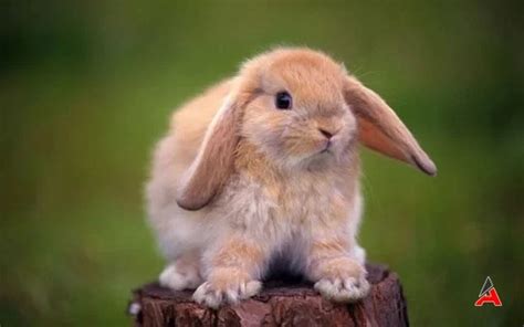 aleviler tavşan etini neden yemez